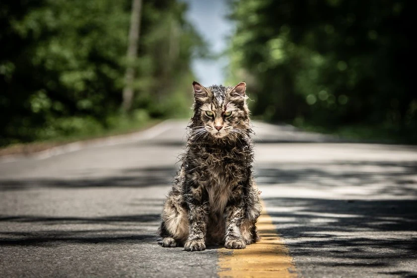 Imagen de cementerio-de-animales