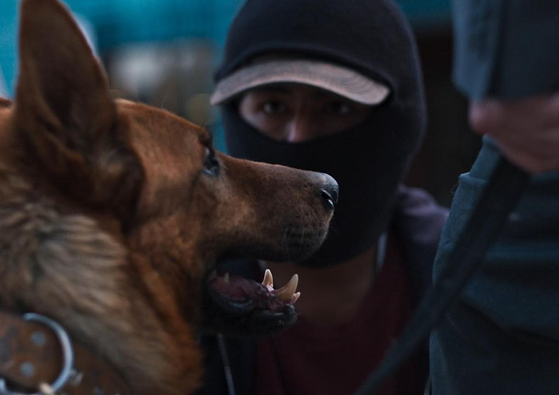 Imagen de El Ladrón de Perros