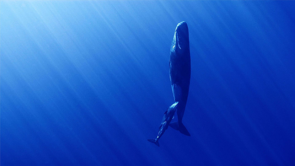 Imagen de Whales and I