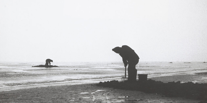 Imagen de La Jungla Llana