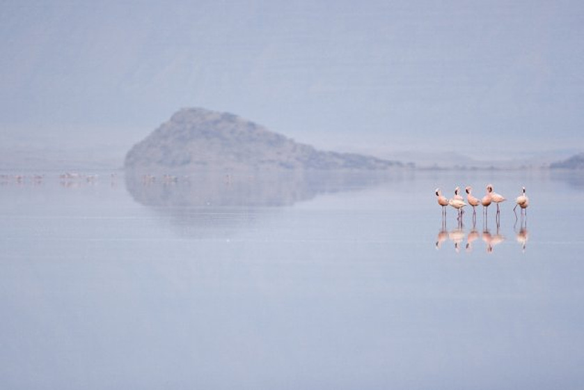 Imagen de The Crimson Wing: Mystery of the Flamingos