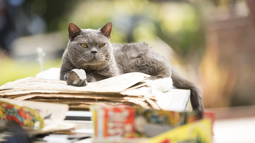 Imagen de El Asesinato de un gato