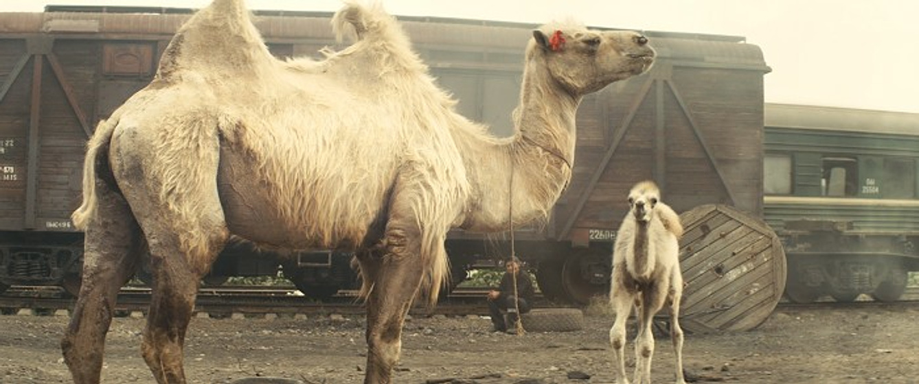 still of movie Celestíal Camel