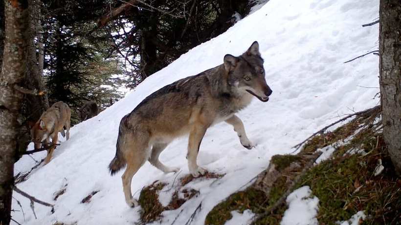 Imagen de Living With Wolves