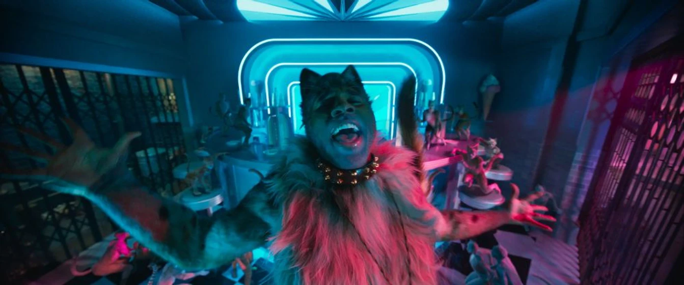 Imagen de cats