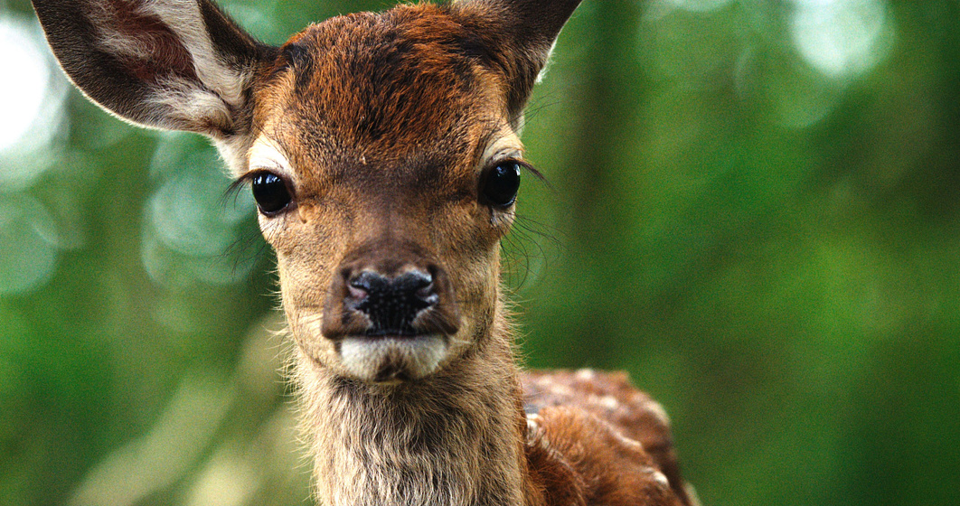 Imagen de Bambi, una Vida en el Bosque