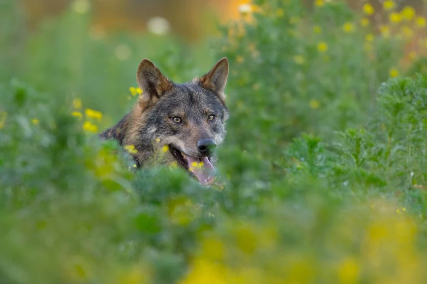 Imagen de barbacana-la-huella-del-lobo