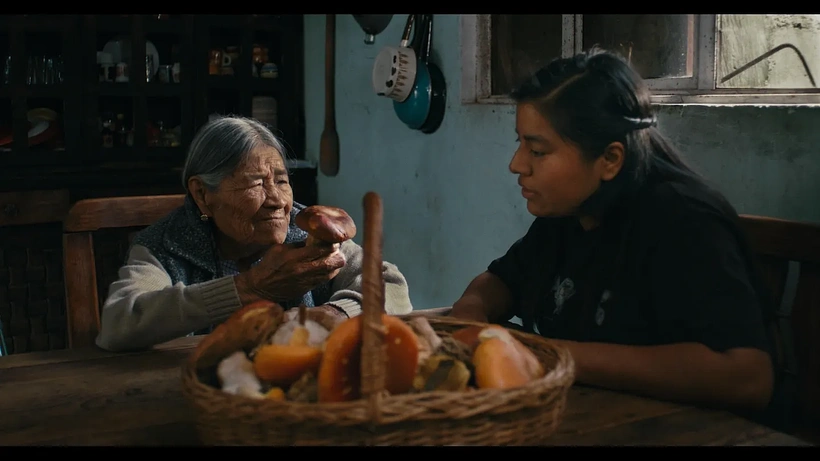 Imagen de Daughters of the Forest: Mycelium Chronicles