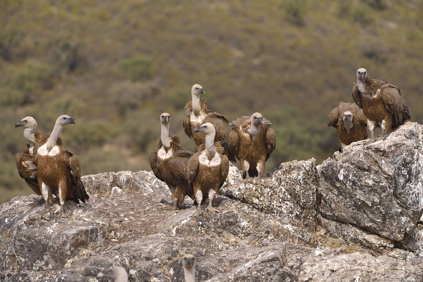 Imagen de Dehesa, el Bosque del lince ibérico
