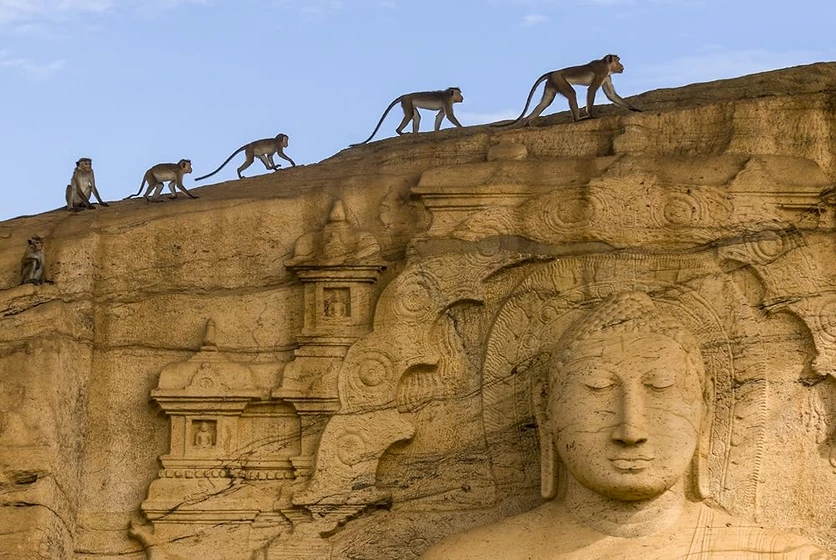 Imagen de el-reino-de-los-monos-2015