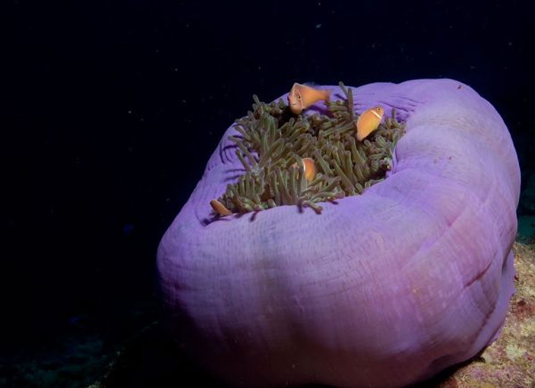 Imagen de OceanWorld 3D