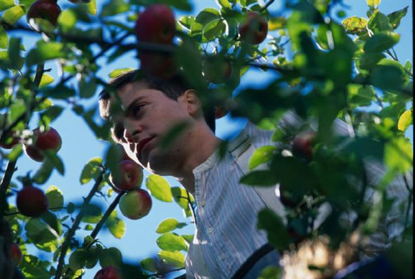 Tobey Maguire en Las Normas de la Casa de la Sidra