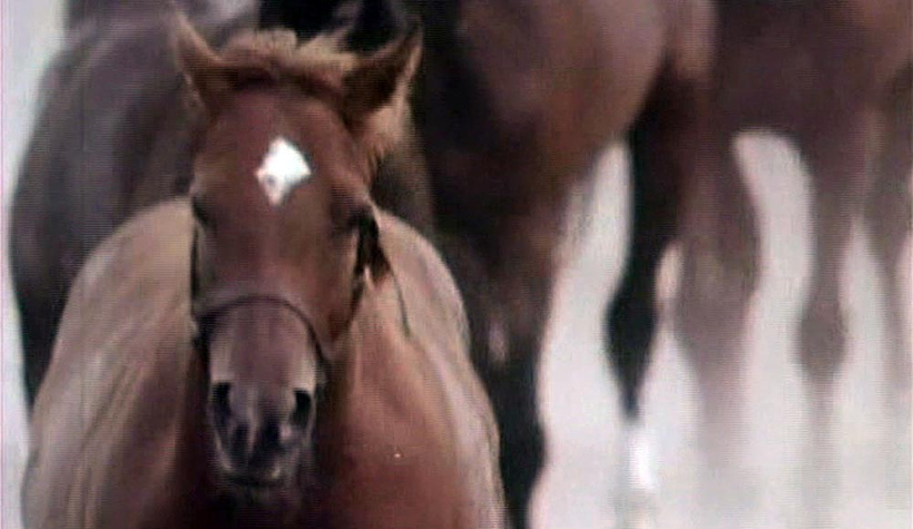 Imagen de La Canción del Caballo