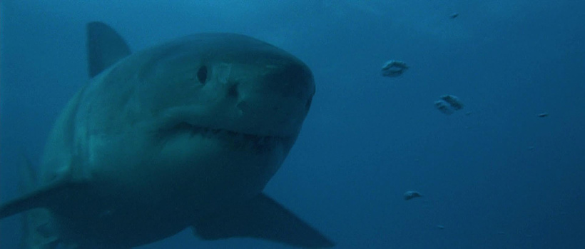 Imagen de Agua Azul, Muerte Blanca