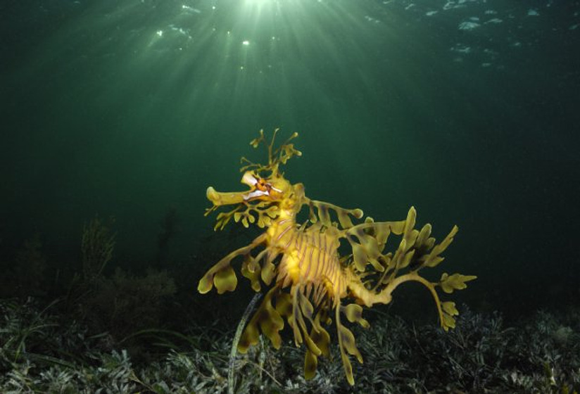 Imagen de Under the Sea 3D