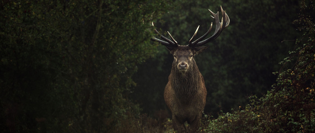 Imagen de Wilding. El Regreso de la Naturaleza
