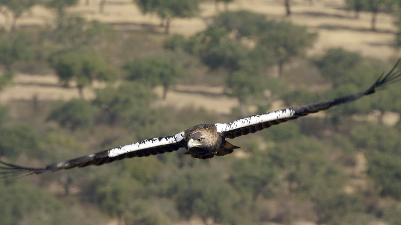 Imagen de Dehesa, el Bosque del lince ibérico