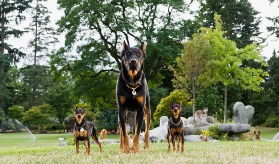Imagen de marmaduke