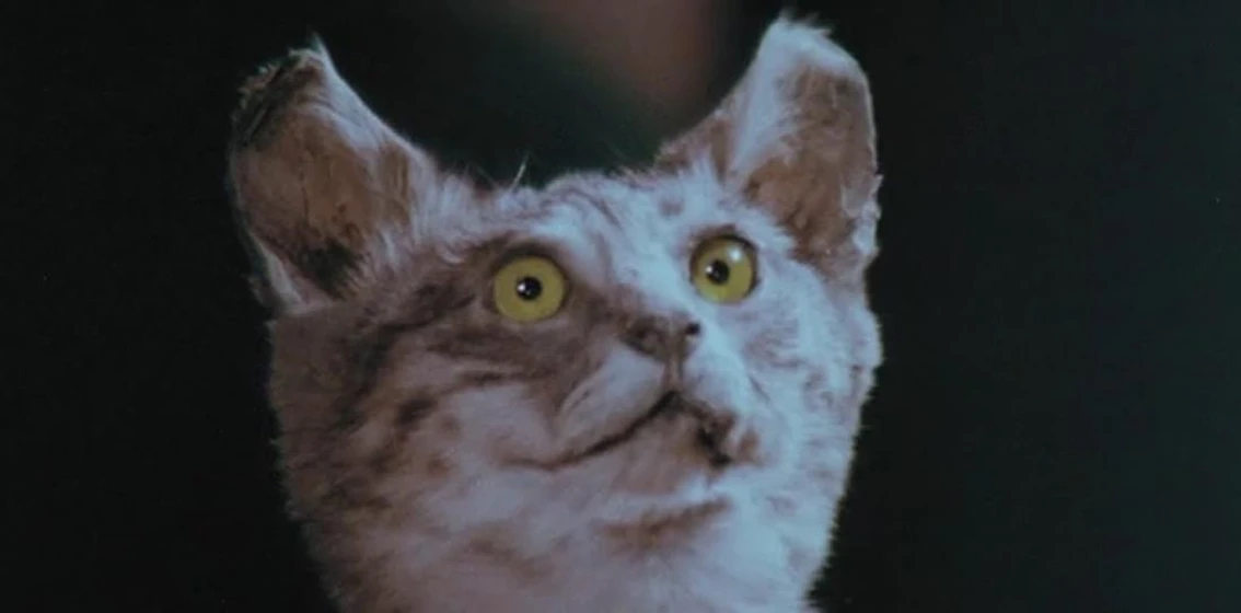 Imagen de la-noche-de-los-mil-gatos