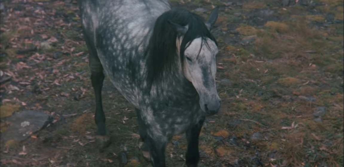Imagen de La Leyenda de Silver Brumby