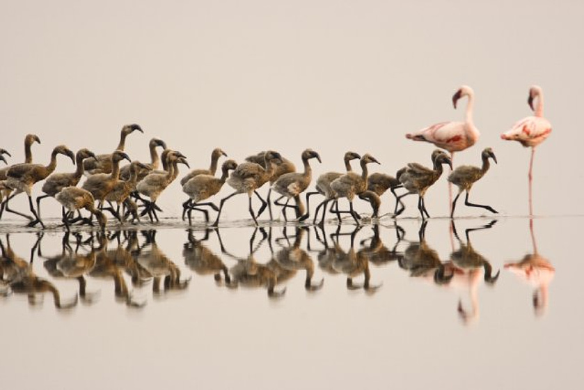 Imagen de The Crimson Wing: Mystery of the Flamingos