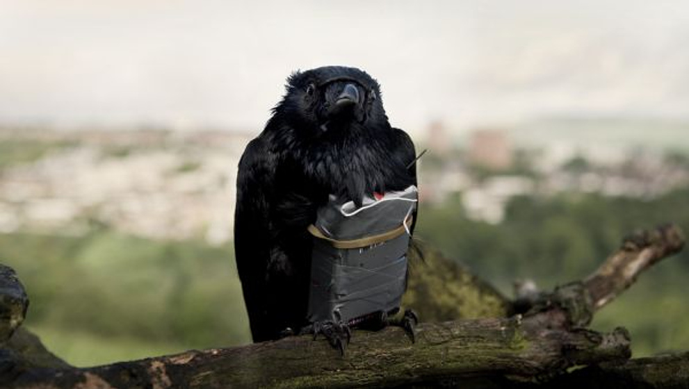 Imagen de Four Lions