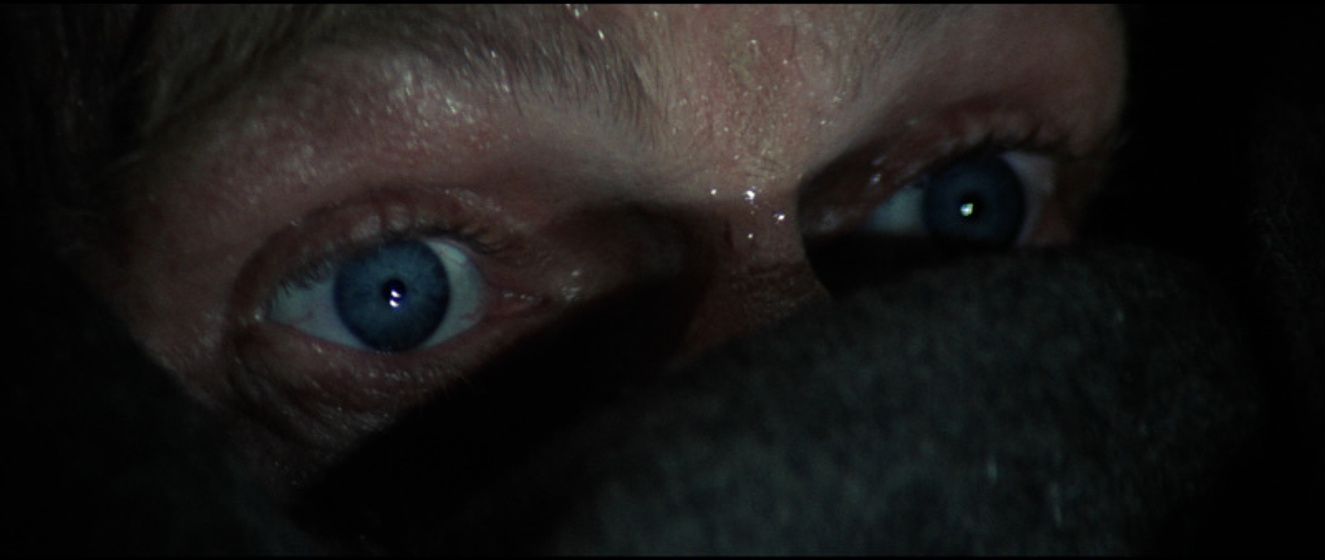 Imagen de Papillon