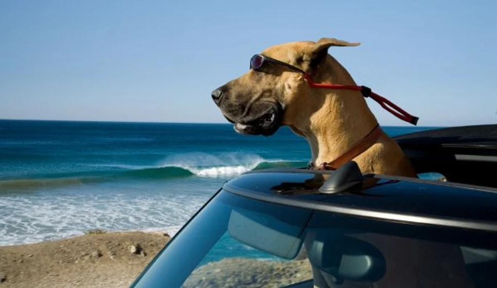 Imagen de marmaduke