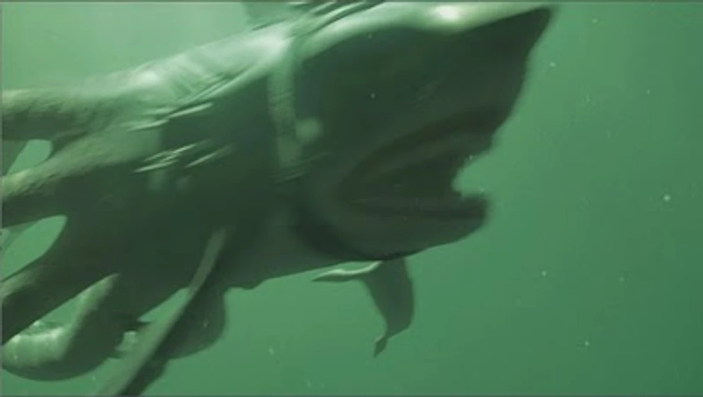 Imagen de sharktopus