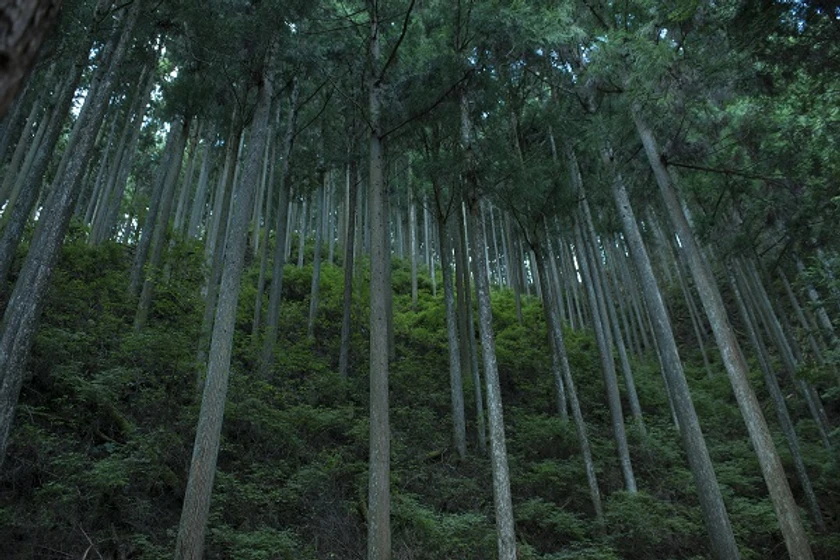 Imagen de viaje-a-nara