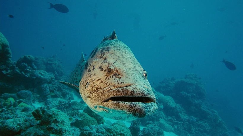 Imagen de Under the Sea 3D