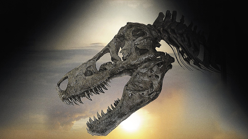 Imagen de Dinosaur 13