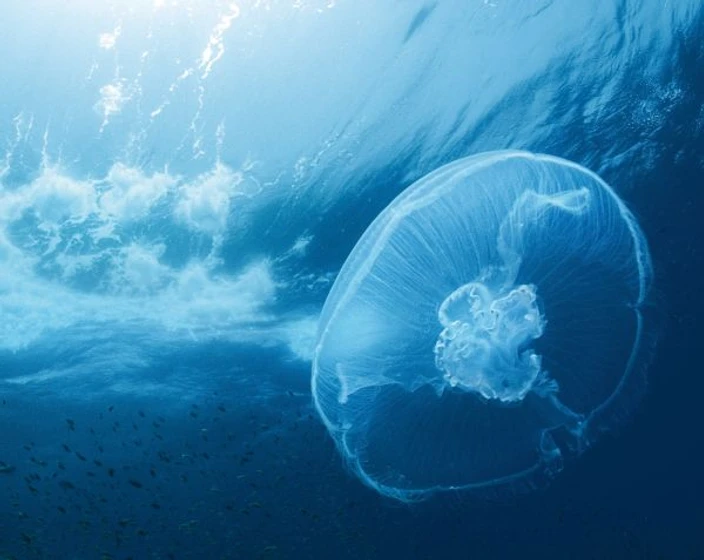 Imagen de oceanos