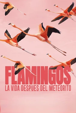 Flamingos: La vida después del meteorito