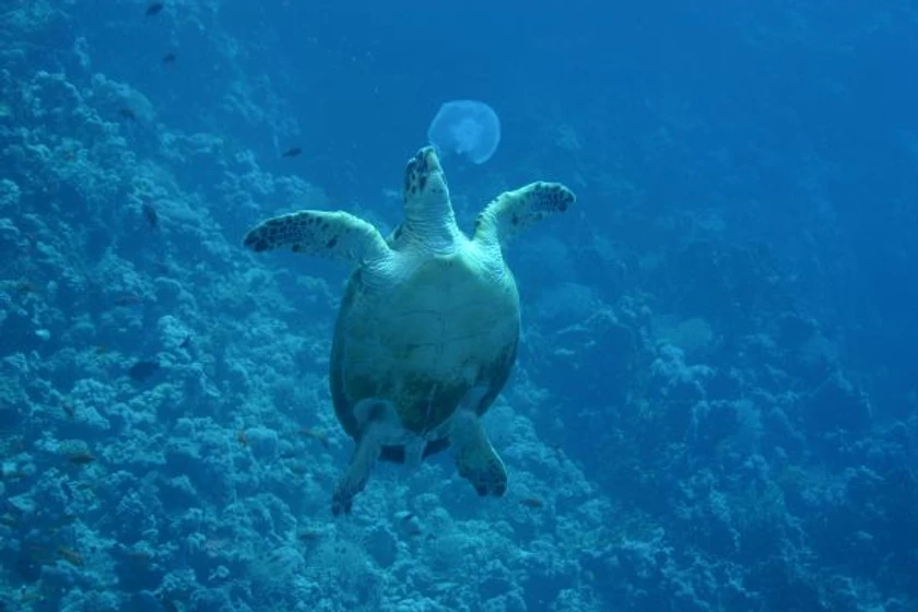 Imagen de oceanworld-3d