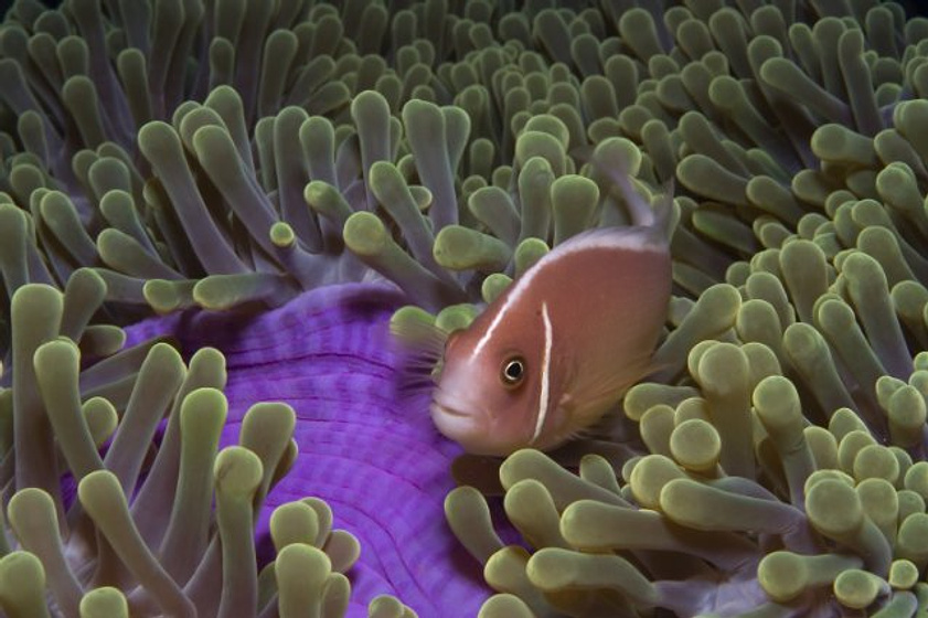 Imagen de Under the Sea 3D
