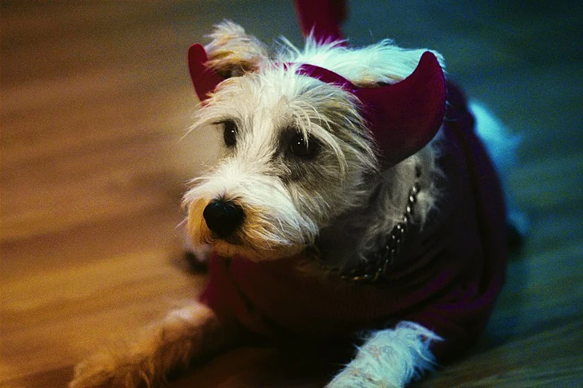 Imagen de jack-attack