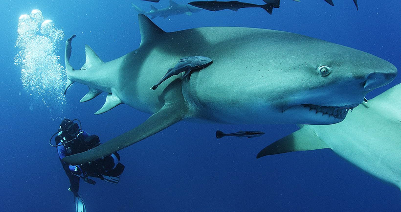 Imagen de Sharkwater Extinction