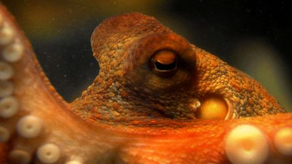 Imagen de The Life and Times of Paul the Psychic Octopus