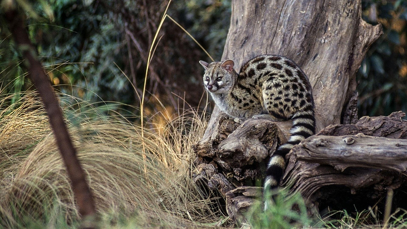 Imagen de Las Criaturas Secretas de África