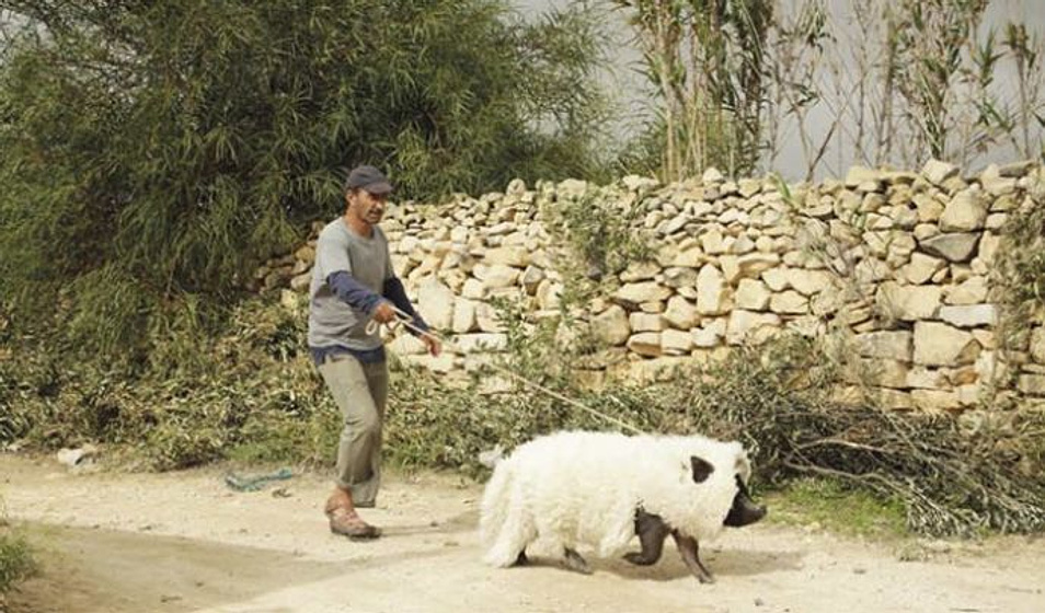 Sasson Gabai en Un Cerdo en Gaza