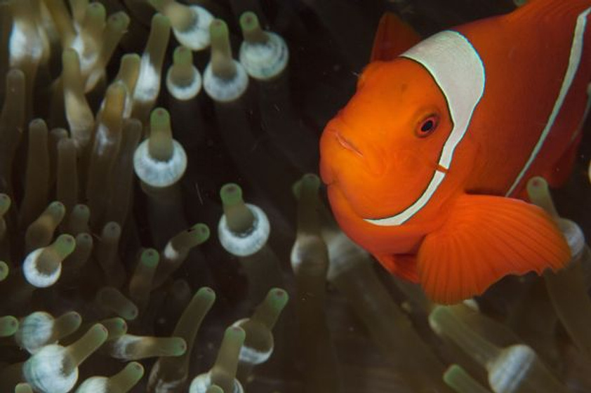 Imagen de OceanWorld 3D