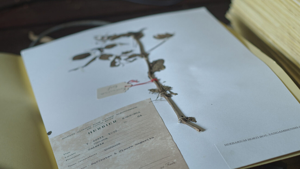 Imagen de The Tree of Authenticity