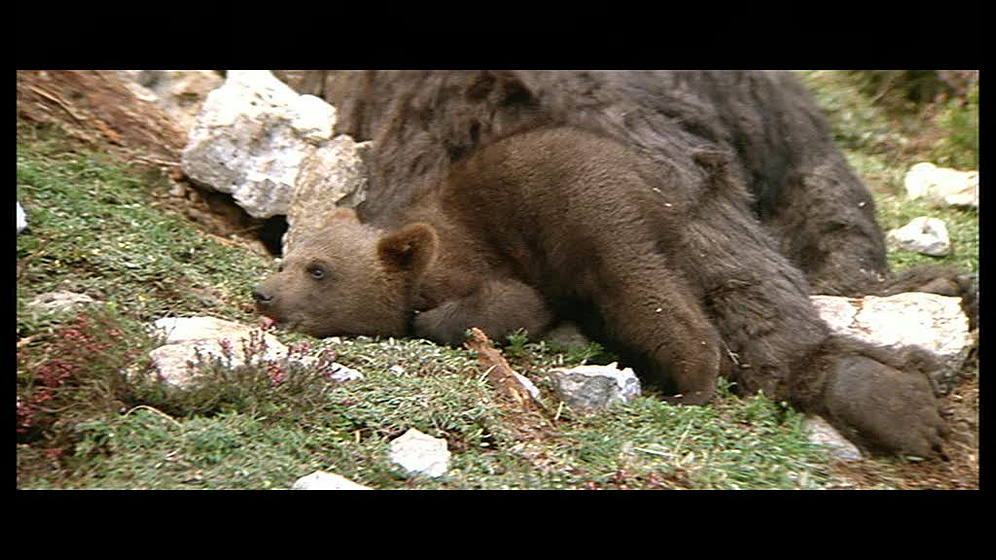 Imagen de El Oso