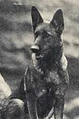 picture of actor Fearless the Dog