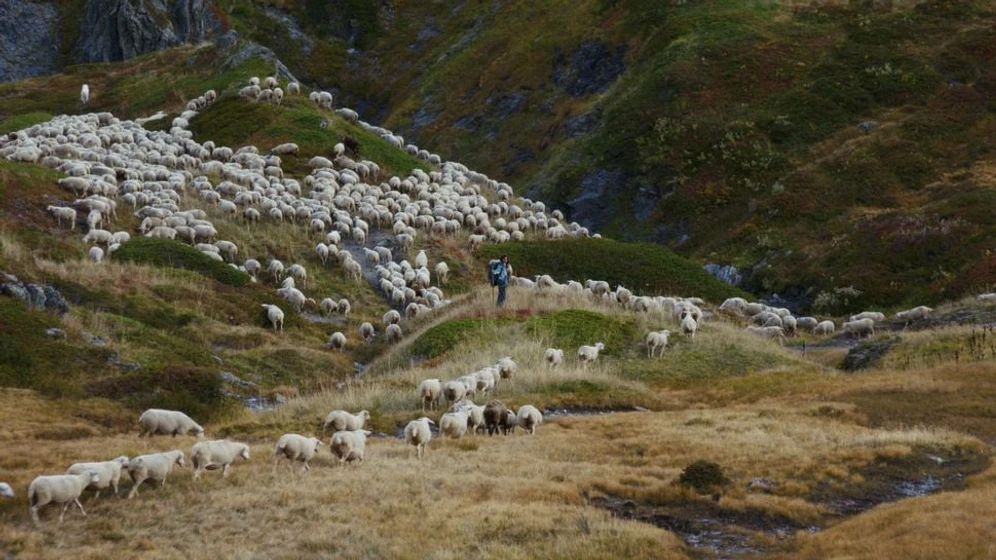Imagen de summer-meadow