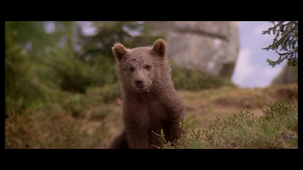 Imagen de El Oso