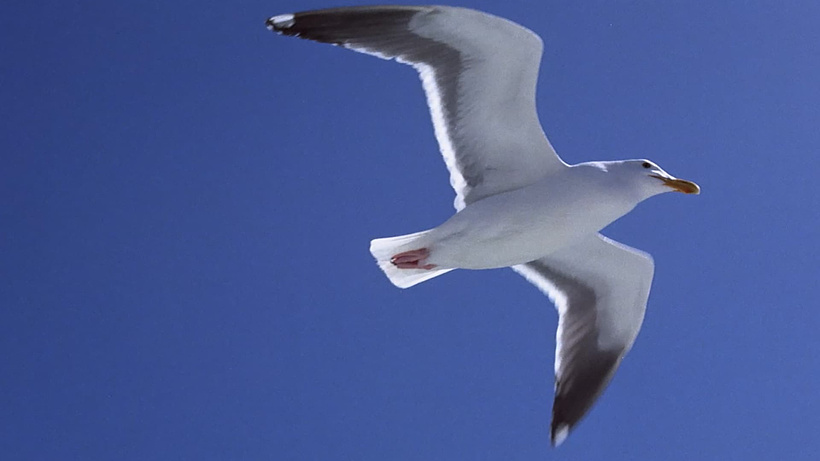 Imagen de Juan Salvador Gaviota