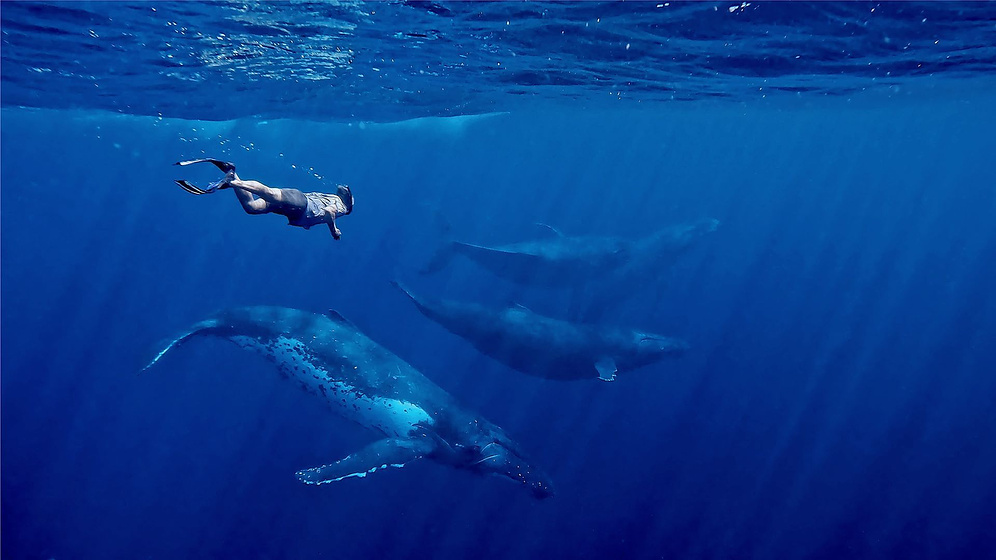 Imagen de Whales and I