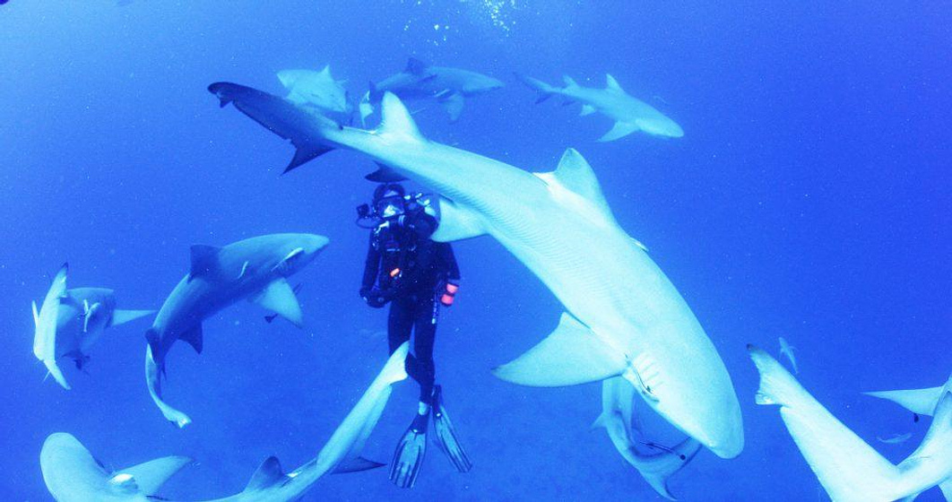 Rob Stewart [IX] en Sharkwater Extinction
